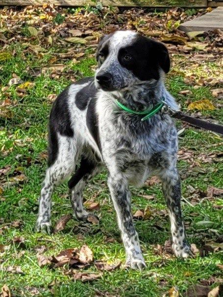 Enlarge Buster, a Adoptable Australian Cattle Dog / Blue Heeler in Buffalo, MO image 2/3