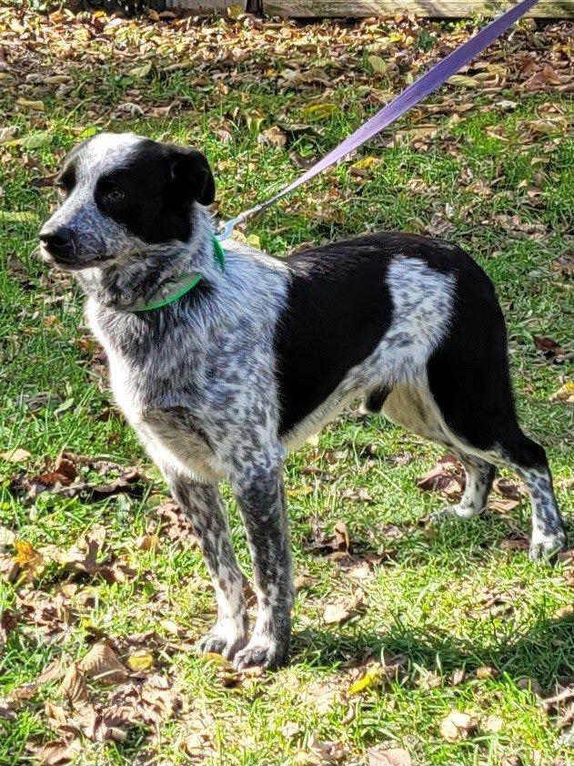 Enlarge Buster, a Adoptable Australian Cattle Dog / Blue Heeler in Buffalo, MO image 3/3