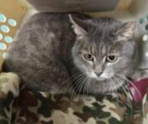 Missy 2, Adoptable, Senior Female Domestic Short Hair.