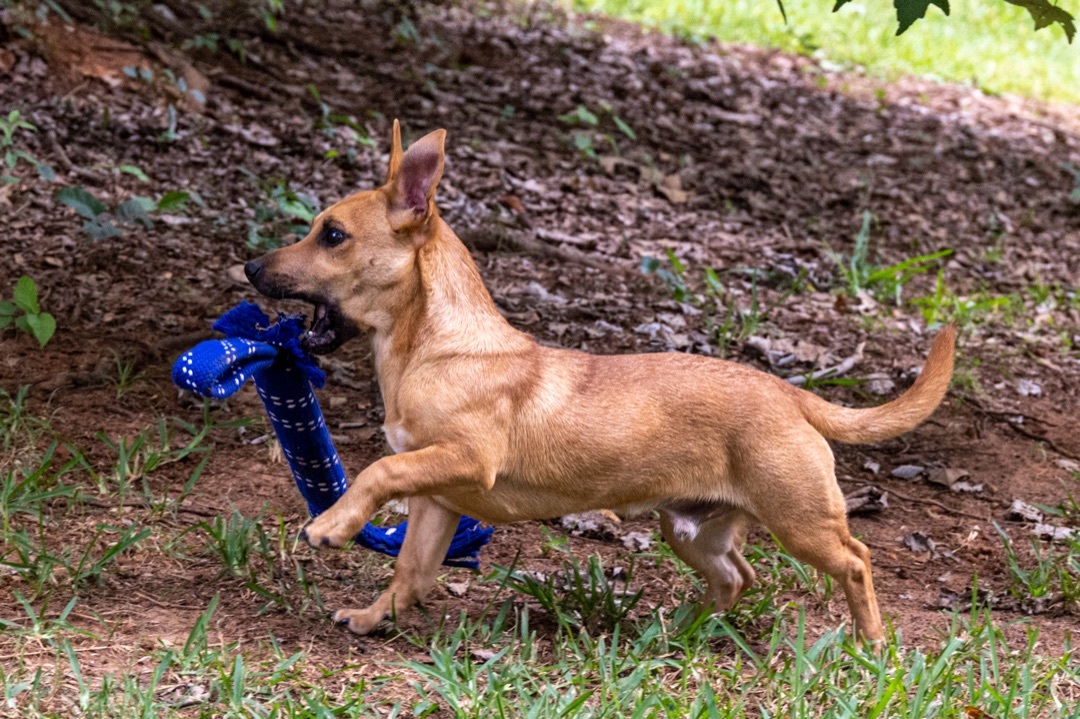 Luke, Adopted, Puppy Male Dachshund & Boxer.