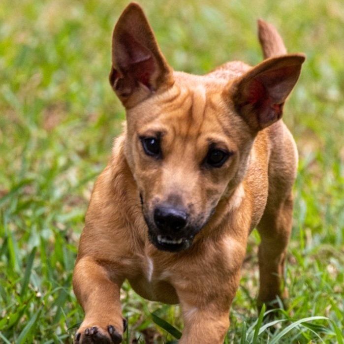 Luke, a Adopted mixed breed in Nacogdoches, TX image 2/8