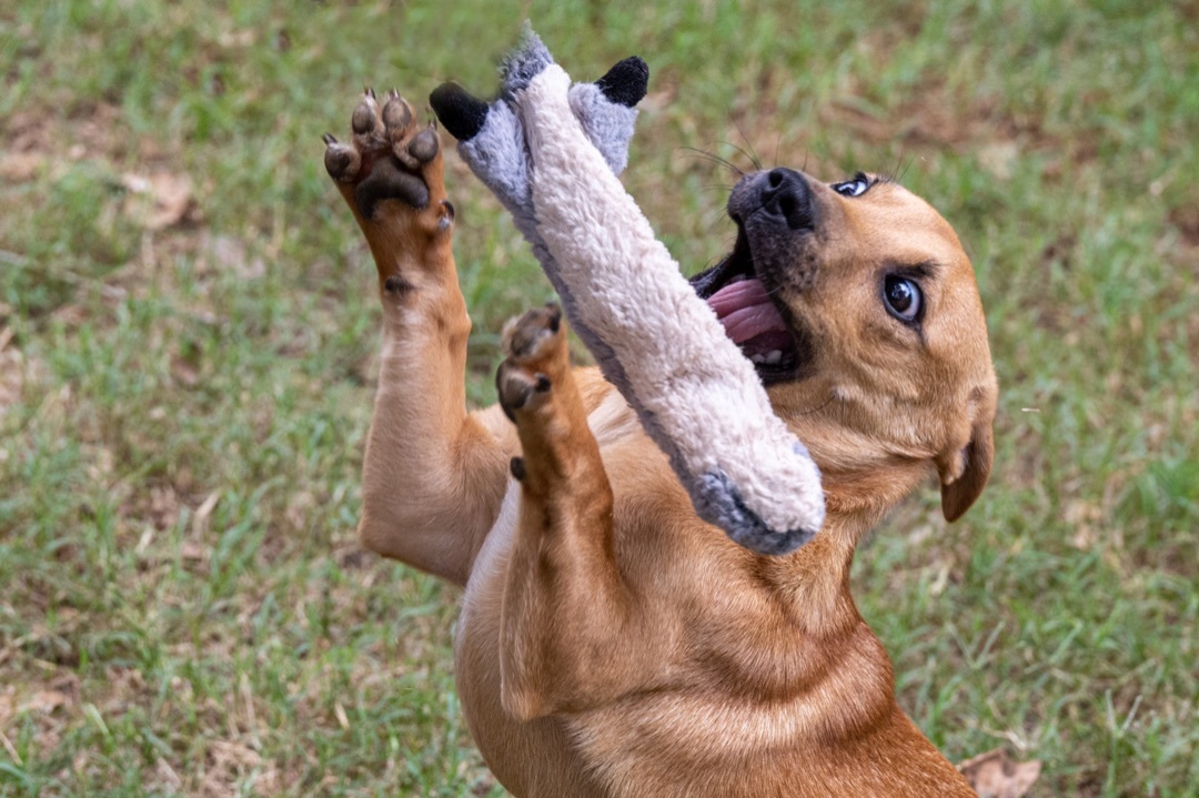 Luke, a Adopted mixed breed in Nacogdoches, TX image 3/8
