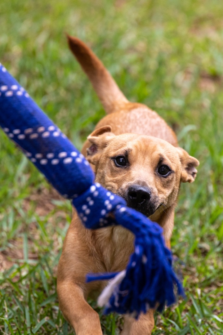 Luke, a Adopted mixed breed in Nacogdoches, TX image 4/8