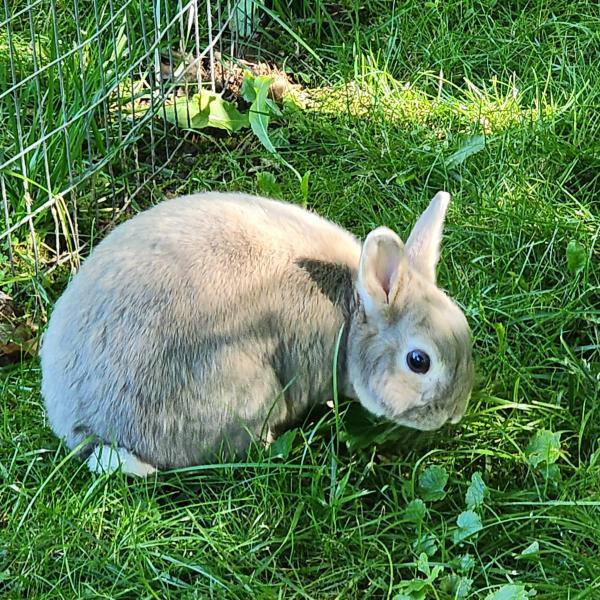 Lillard, Adoptable, Adult Male Dwarf.