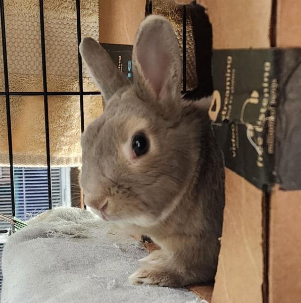 Enlarge Lillard, a Adoptable Dwarf in Kalamazoo, MI image 2/6