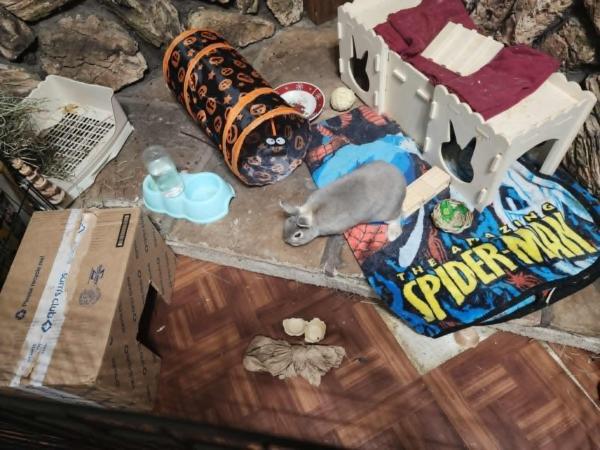 Enlarge Lillard, a Adoptable Dwarf in Kalamazoo, MI image 3/6