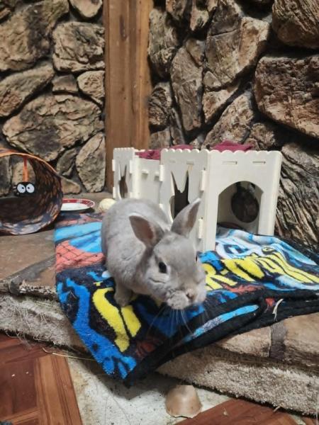 Enlarge Lillard, a Adoptable Dwarf in Kalamazoo, MI image 4/6