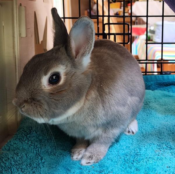 Enlarge Lillard, a Adoptable Dwarf in Kalamazoo, MI image 5/6