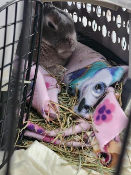 Enlarge Lillard, a Adoptable Dwarf in Kalamazoo, MI image 6/6