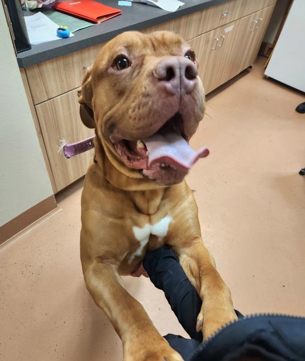 Enlarge Tank, a Adoptable mixed breed in Kennewick, WA image 1/3