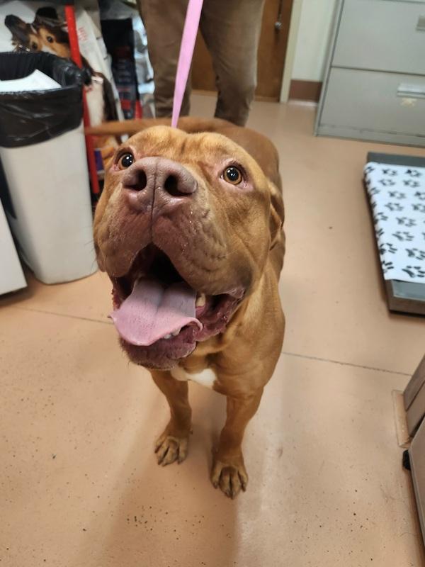 Enlarge Tank, a Adoptable mixed breed in Kennewick, WA image 2/3