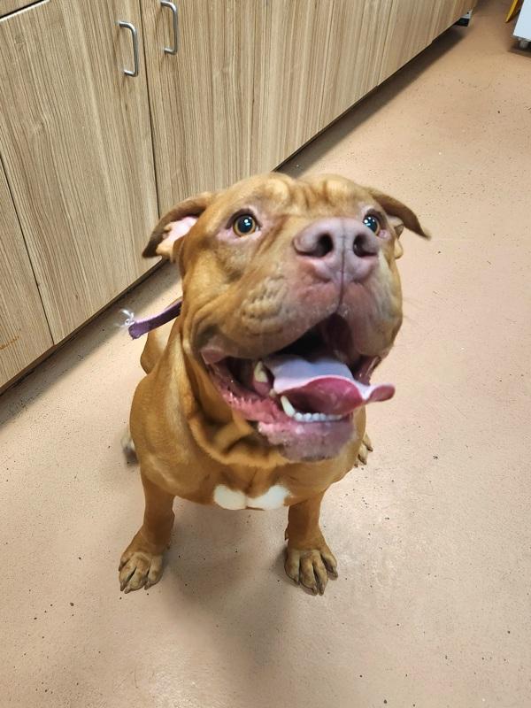 Enlarge Tank, a Adoptable mixed breed in Kennewick, WA image 3/3