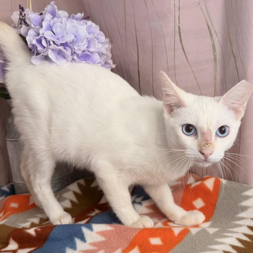 Enlarge Tato, a Adoptable Siamese in Hagerstown, MD image 4/5