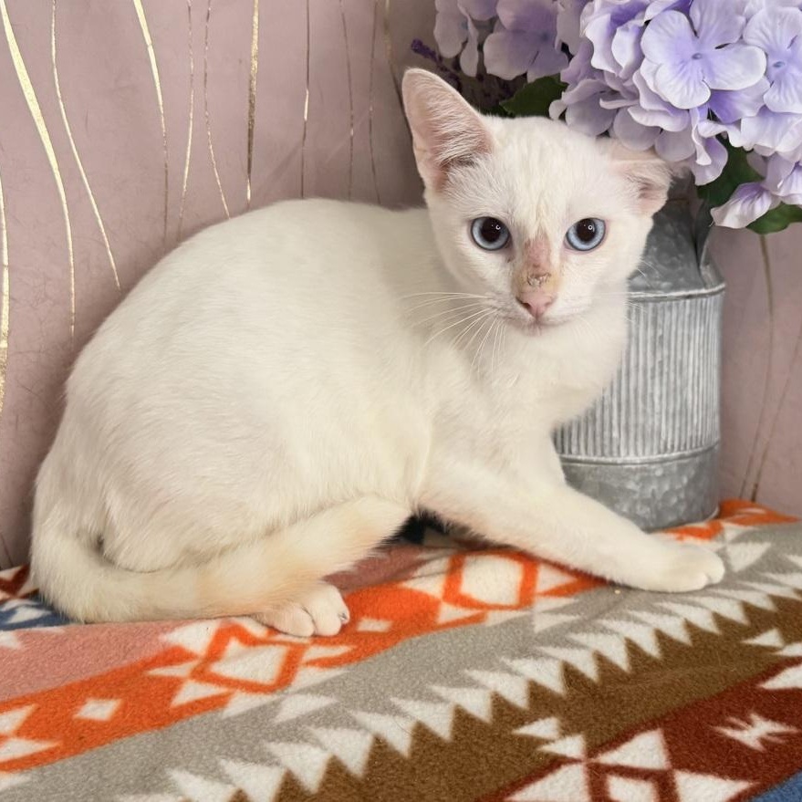Enlarge Tato, a Adoptable Siamese in Hagerstown, MD image 3/5