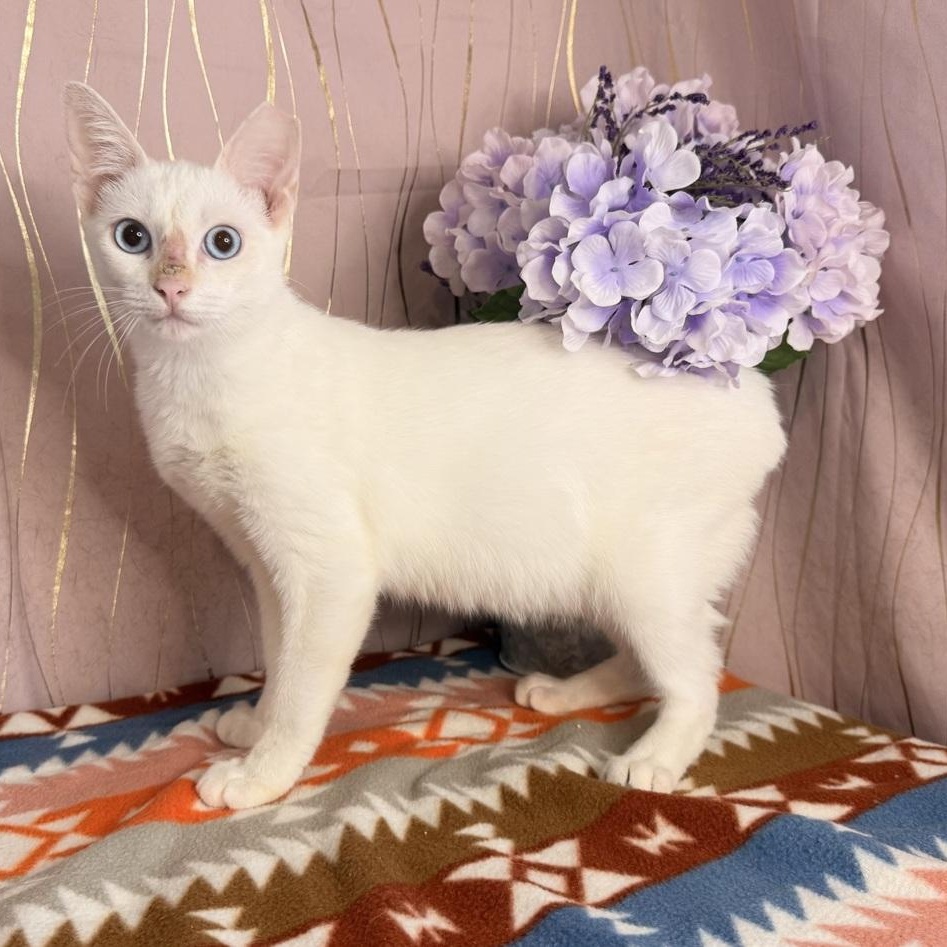 Enlarge Tato, a Adoptable Siamese in Hagerstown, MD image 5/5