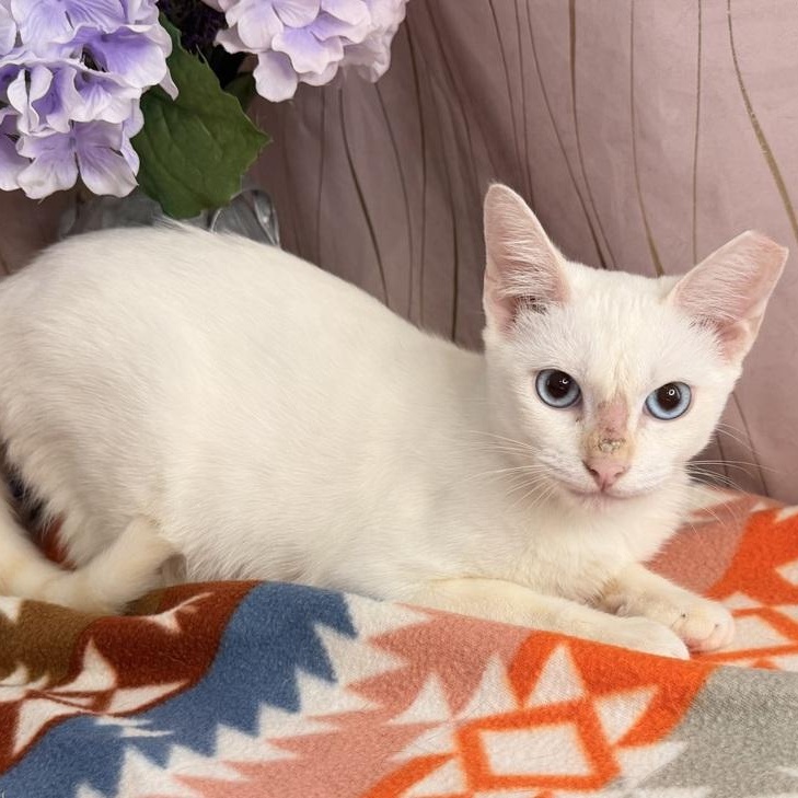 Enlarge Tato, a Adoptable Siamese in Hagerstown, MD image 2/5