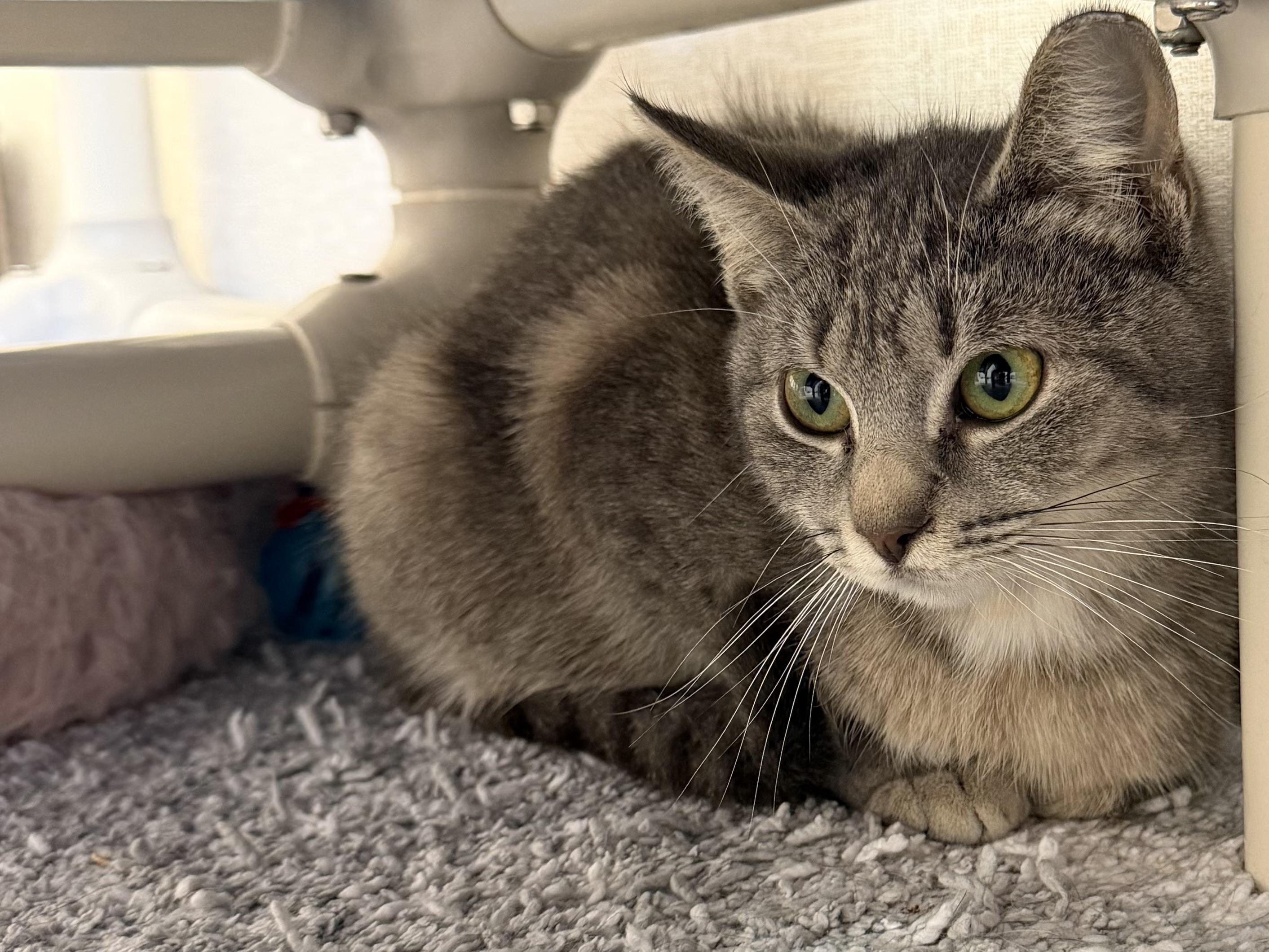 Maya, an adopted mixed breed in Salem, NH image 2/3