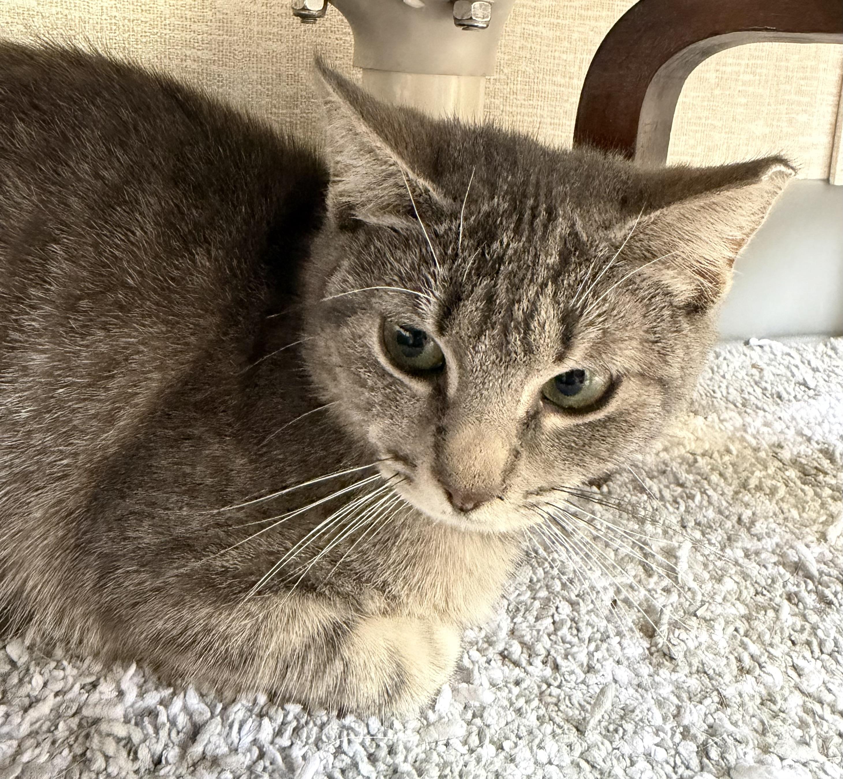 Maya, an adopted mixed breed in Salem, NH image 1/3