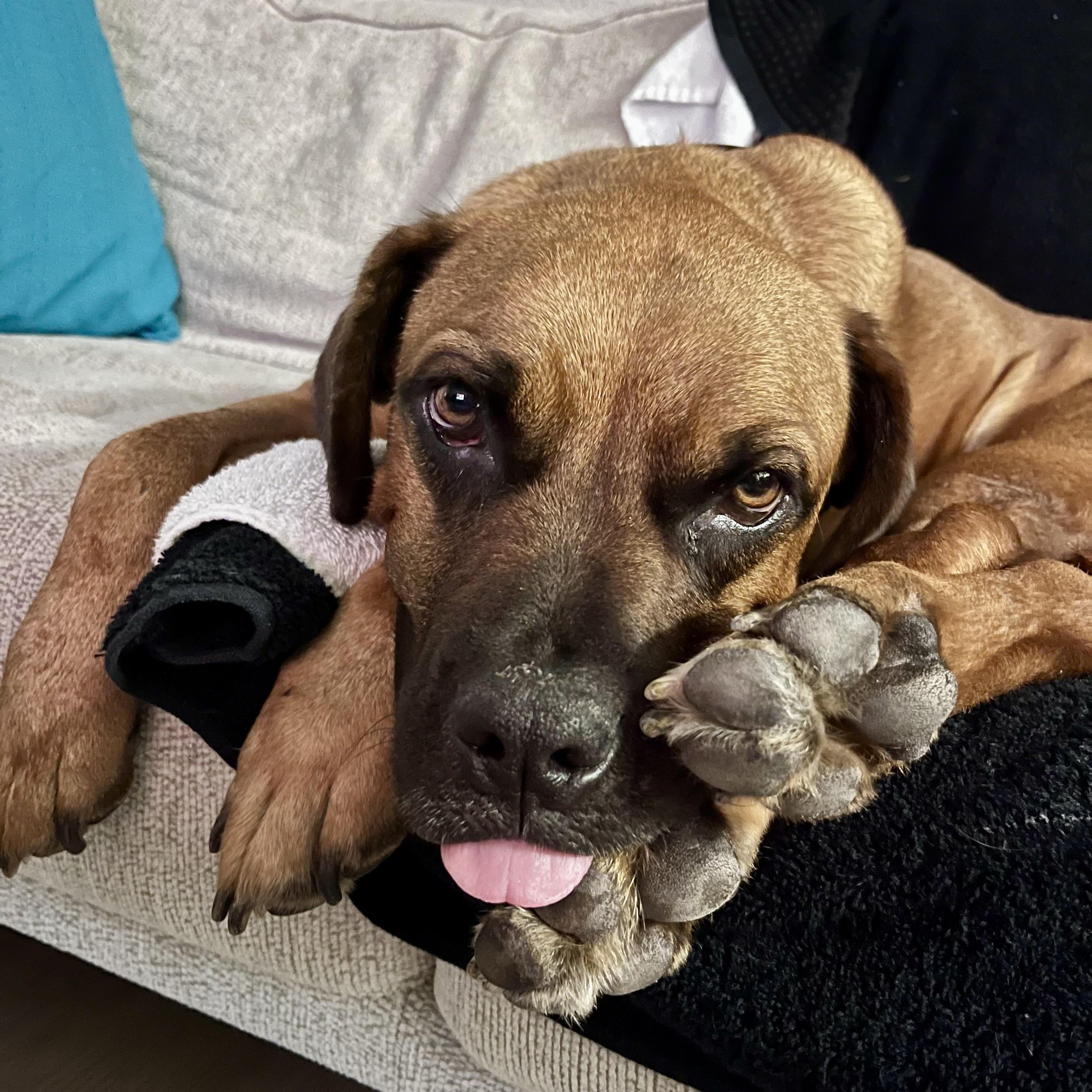 Enlarge Missy, a Adoptable mixed breed in San Diego, CA image 2/5