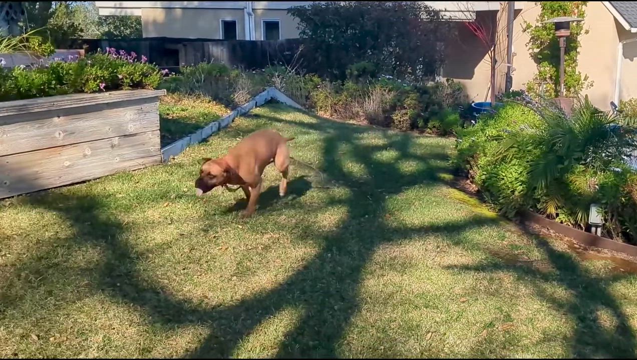 Enlarge Missy, a Adoptable mixed breed in San Diego, CA video 6/6