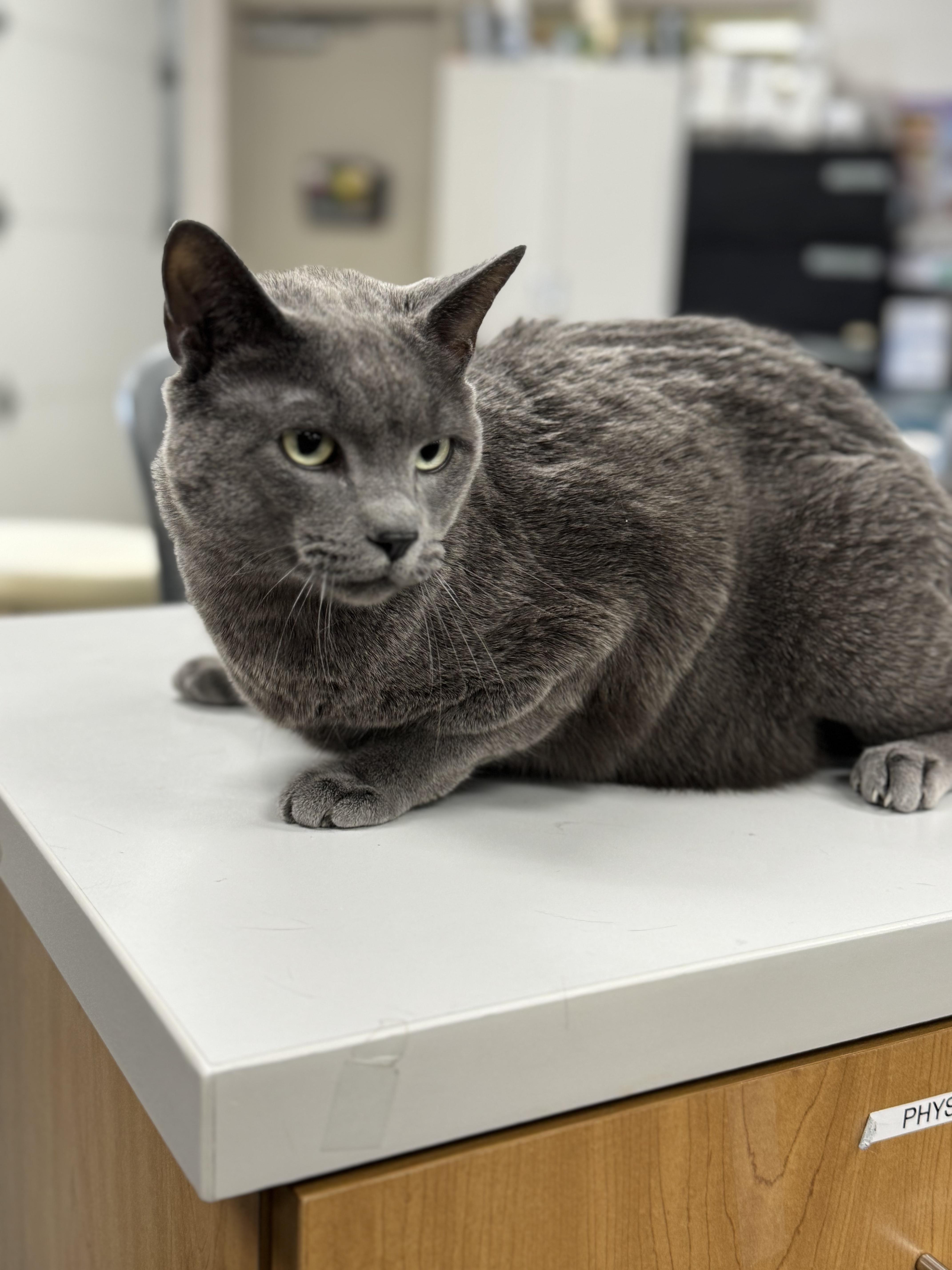 Enlarge KEVIN, an adopted mixed breed in Ashland, OH image 4/5