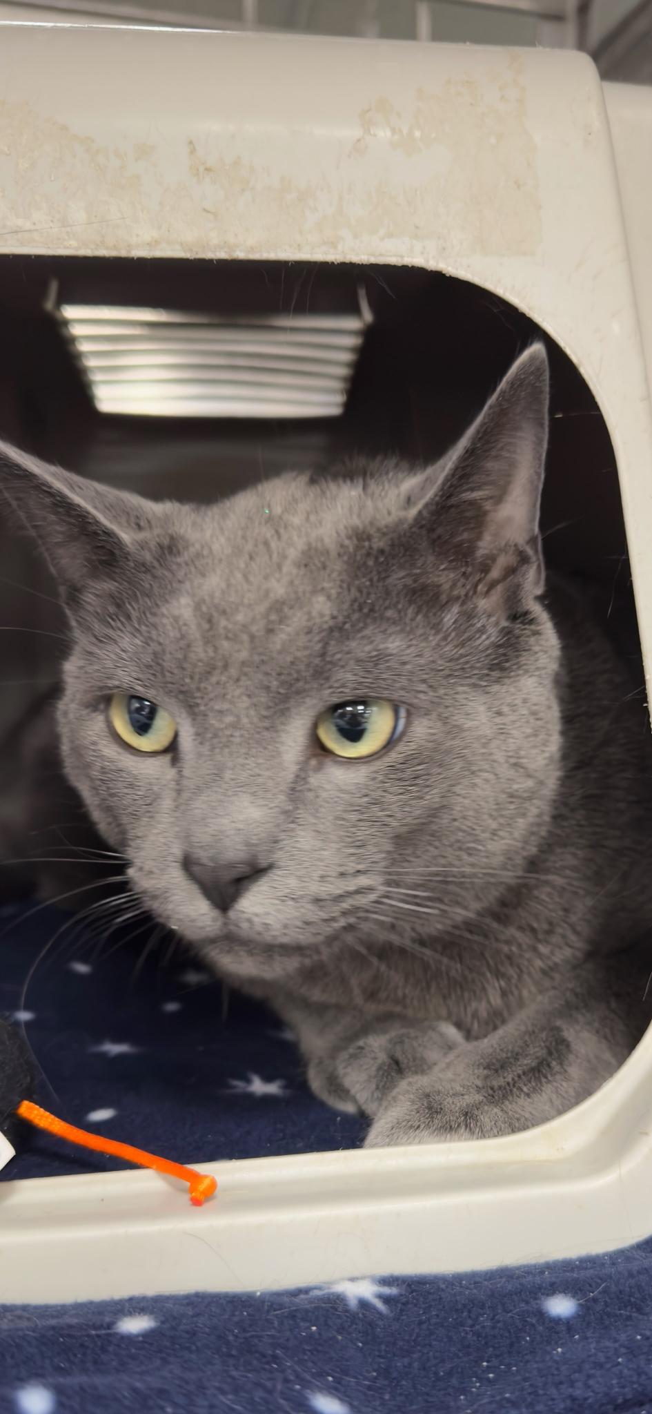 KEVIN, Adoptable, Young Male Domestic Short Hair & Tabby.