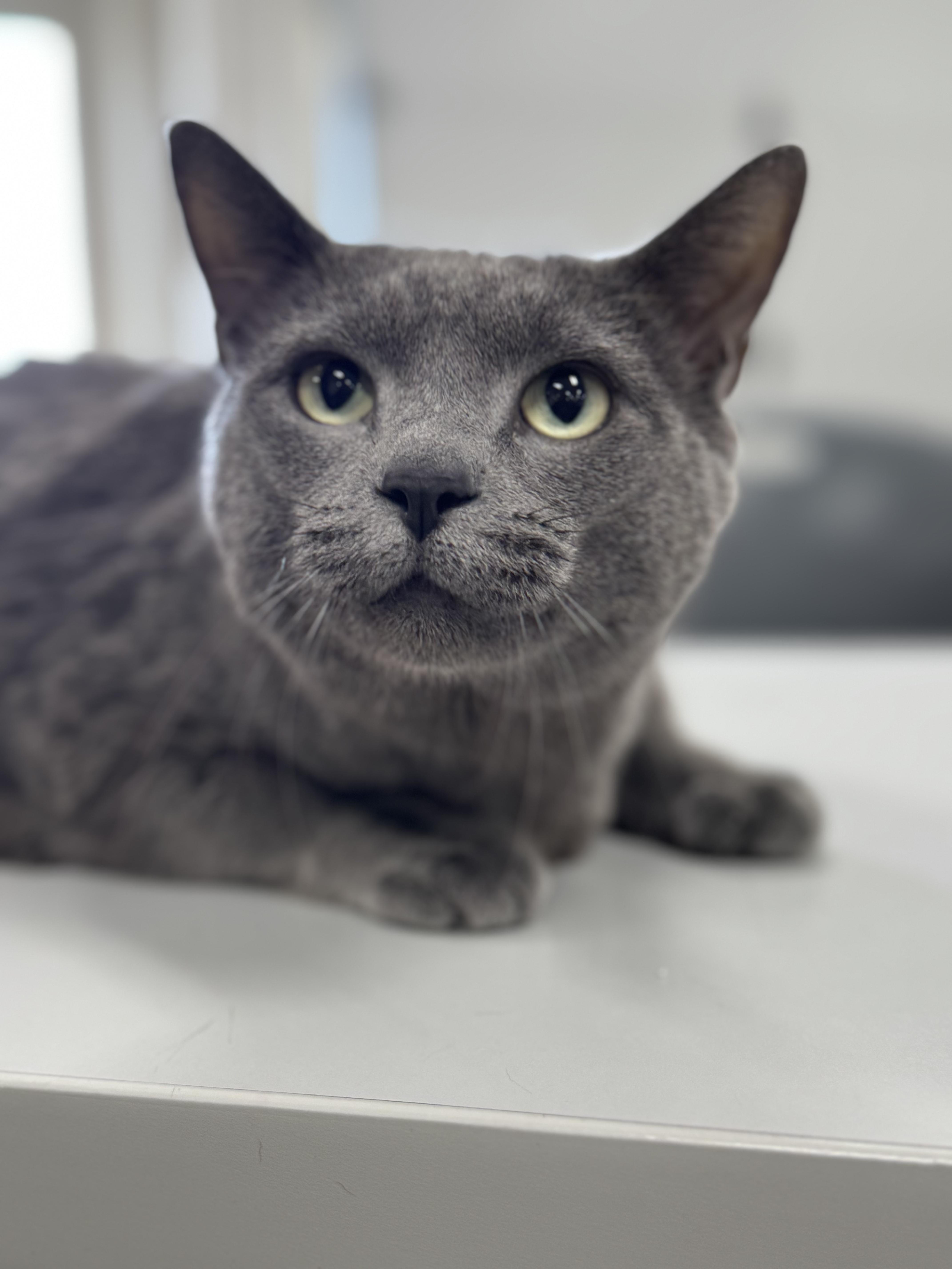 Enlarge KEVIN, an adopted mixed breed in Ashland, OH image 5/5