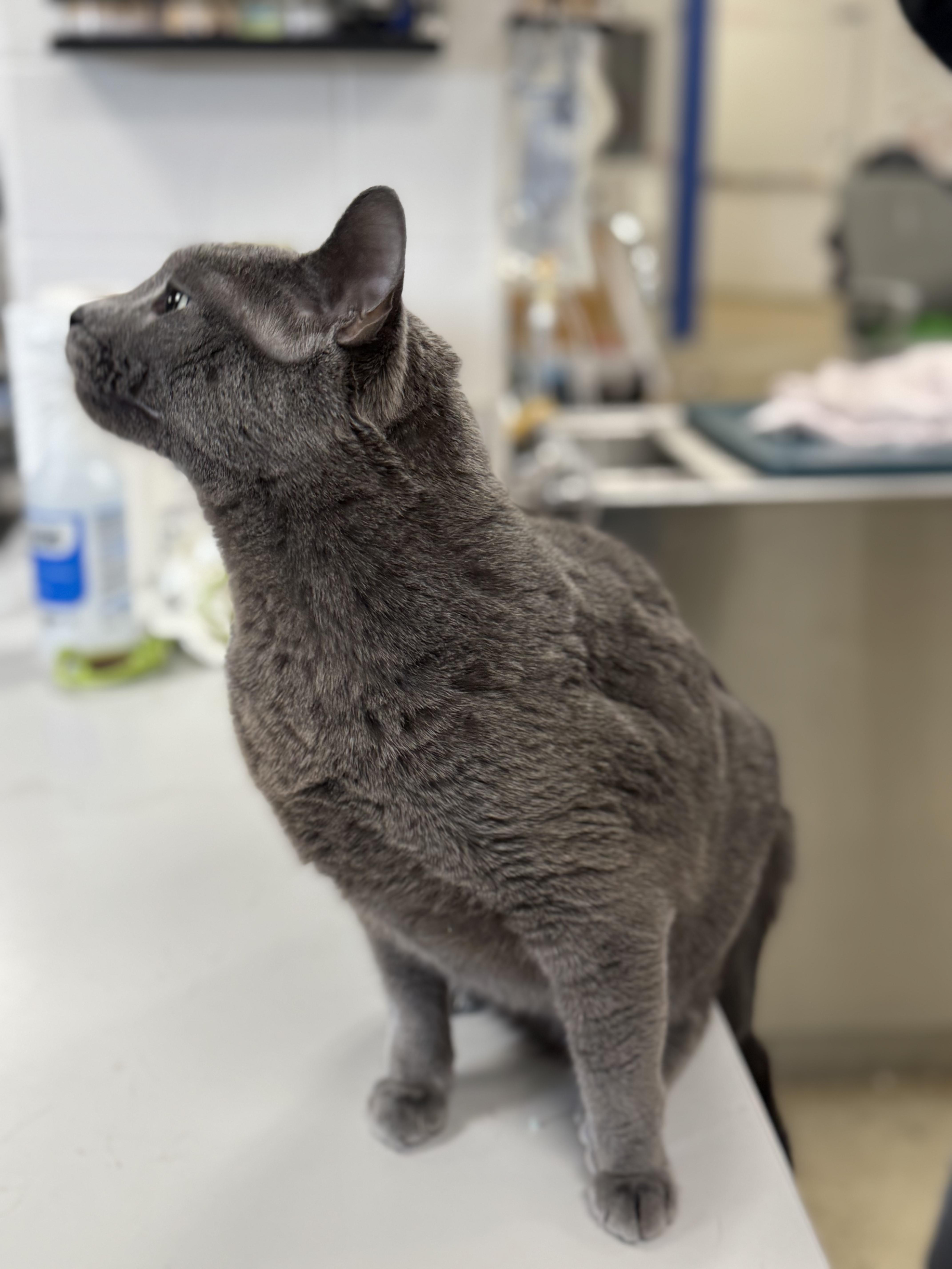 Enlarge KEVIN, an adopted mixed breed in Ashland, OH image 2/5