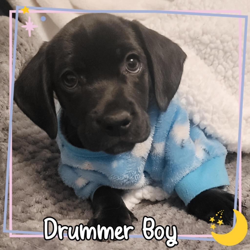Drummer Boy, Adoptable, Puppy Male Cocker Spaniel.