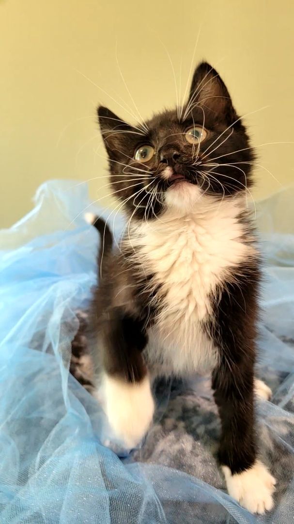 Enlarge Axel, a Adopted Domestic Short Hair in Big Lake, MN image 1/16