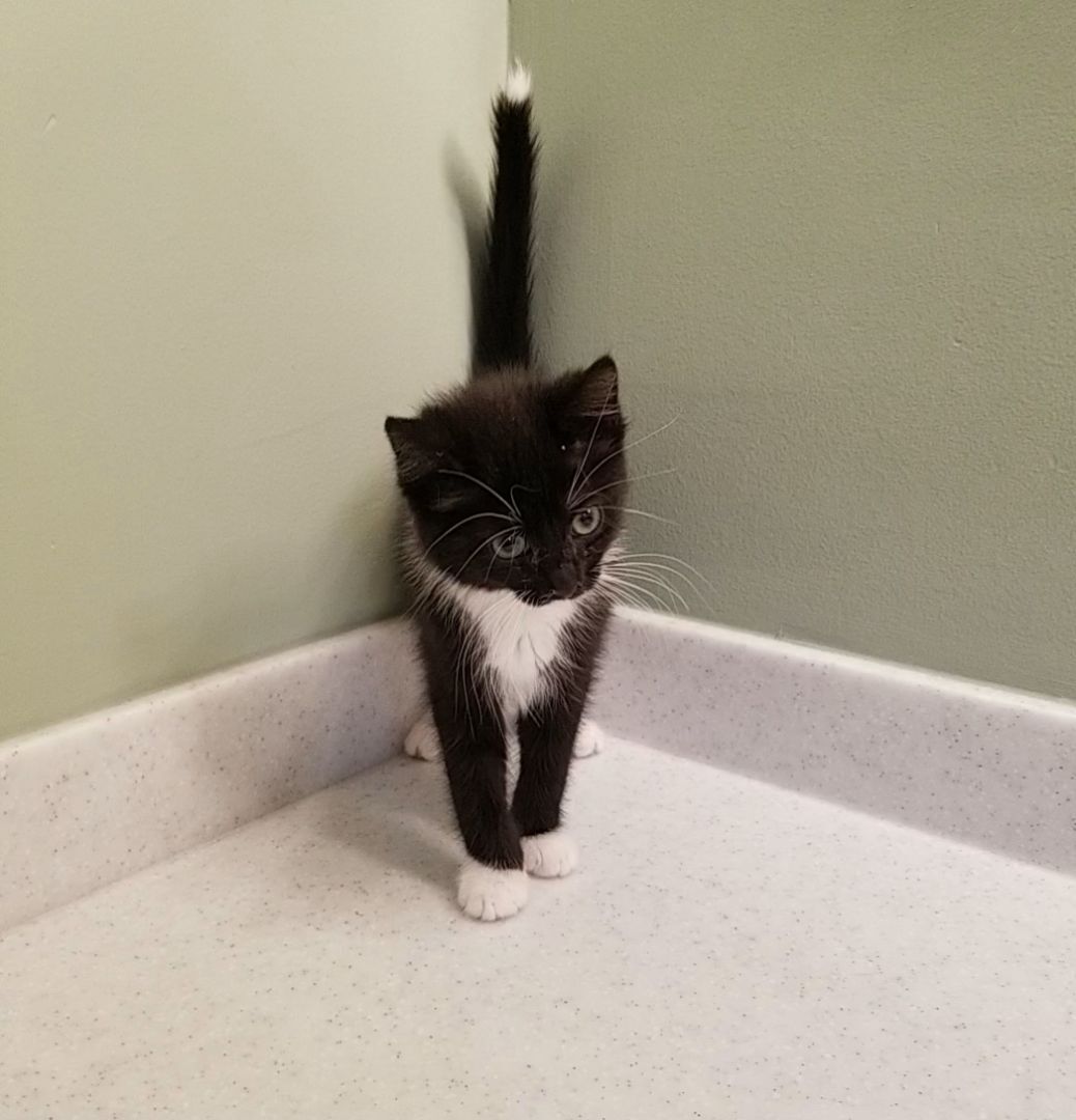 Enlarge Axel, a Adopted Domestic Short Hair in Big Lake, MN image 2/16