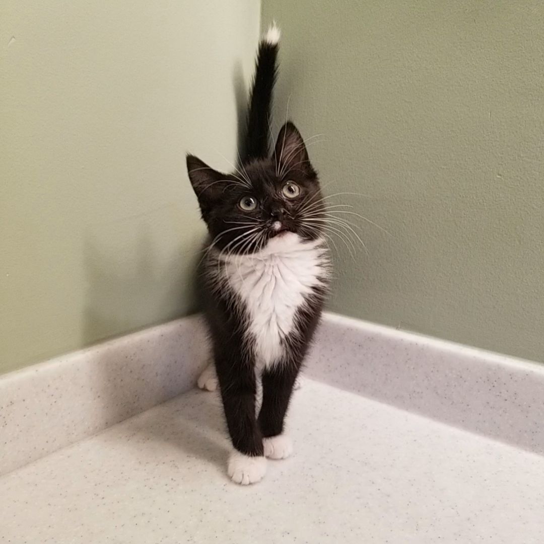 Enlarge Axel, a Adopted Domestic Short Hair in Big Lake, MN image 3/16