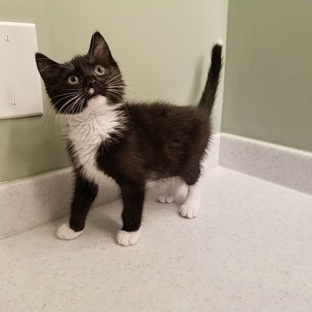 Enlarge Axel, a Adopted Domestic Short Hair in Big Lake, MN image 4/16