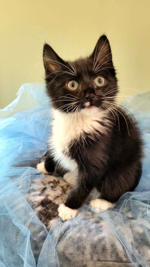 Enlarge Axel, a Adopted Domestic Short Hair in Big Lake, MN image 5/16