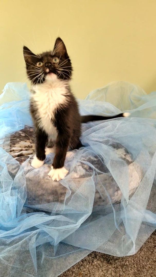 Enlarge Axel, a Adopted Domestic Short Hair in Big Lake, MN image 6/16