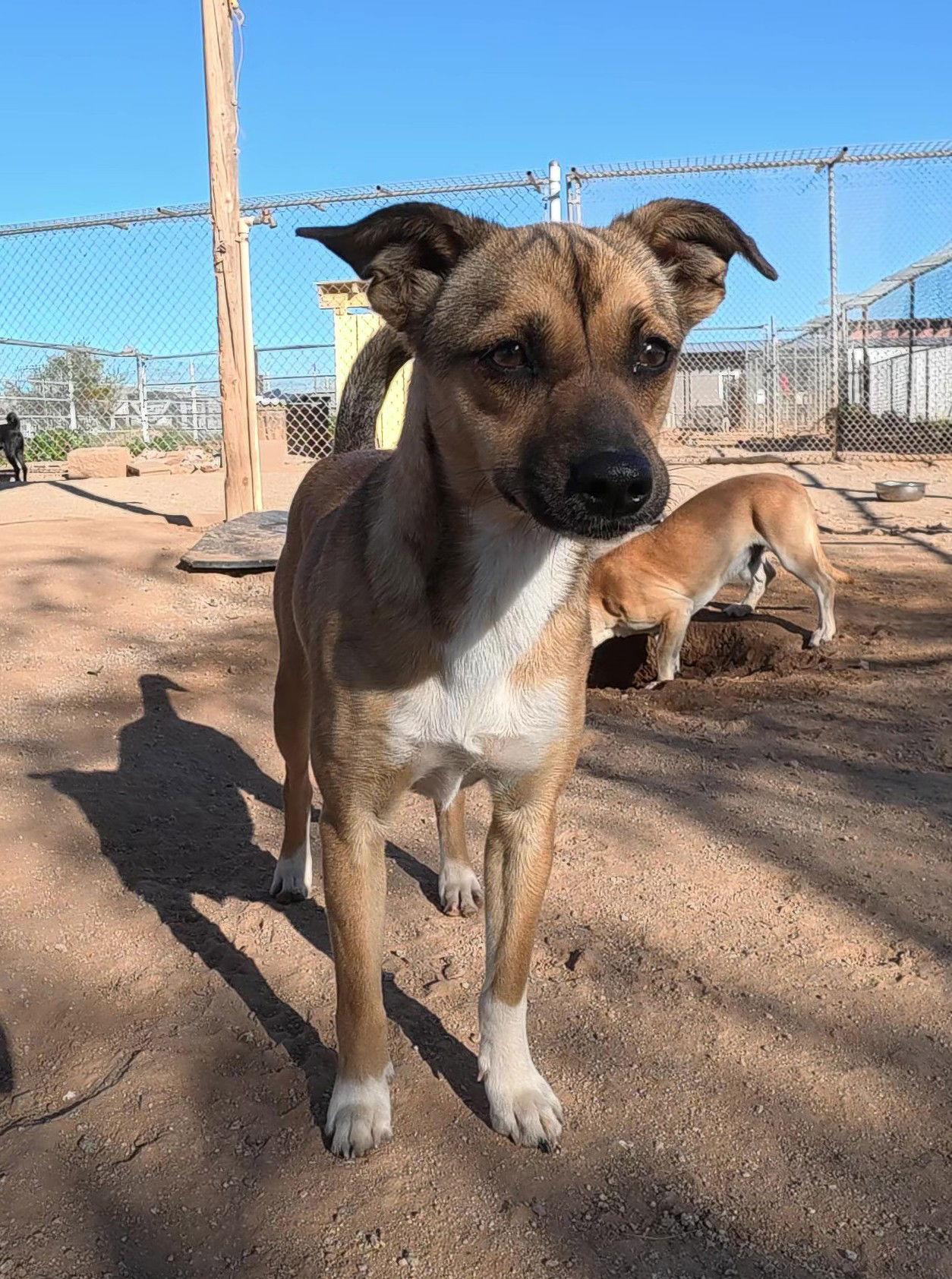 Enlarge Daphne, a Adopted Mixed Breed in Queen Creek, AZ image 1/3