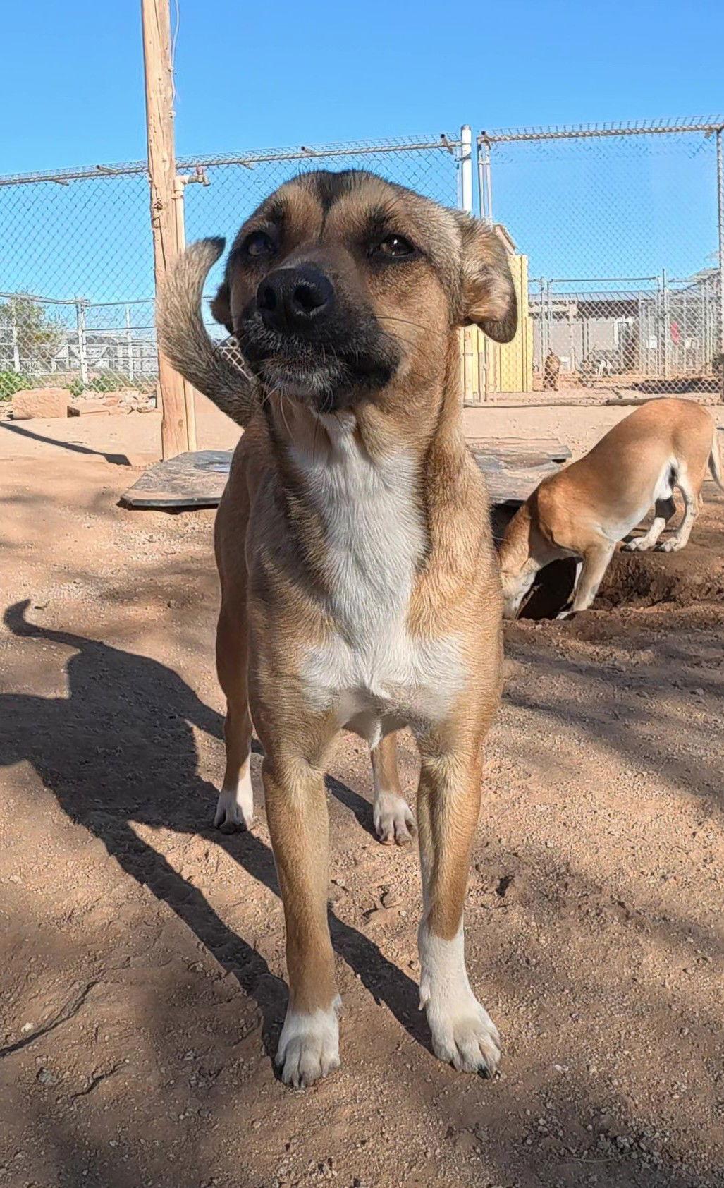 Enlarge Daphne, a Adopted Mixed Breed in Queen Creek, AZ image 2/3