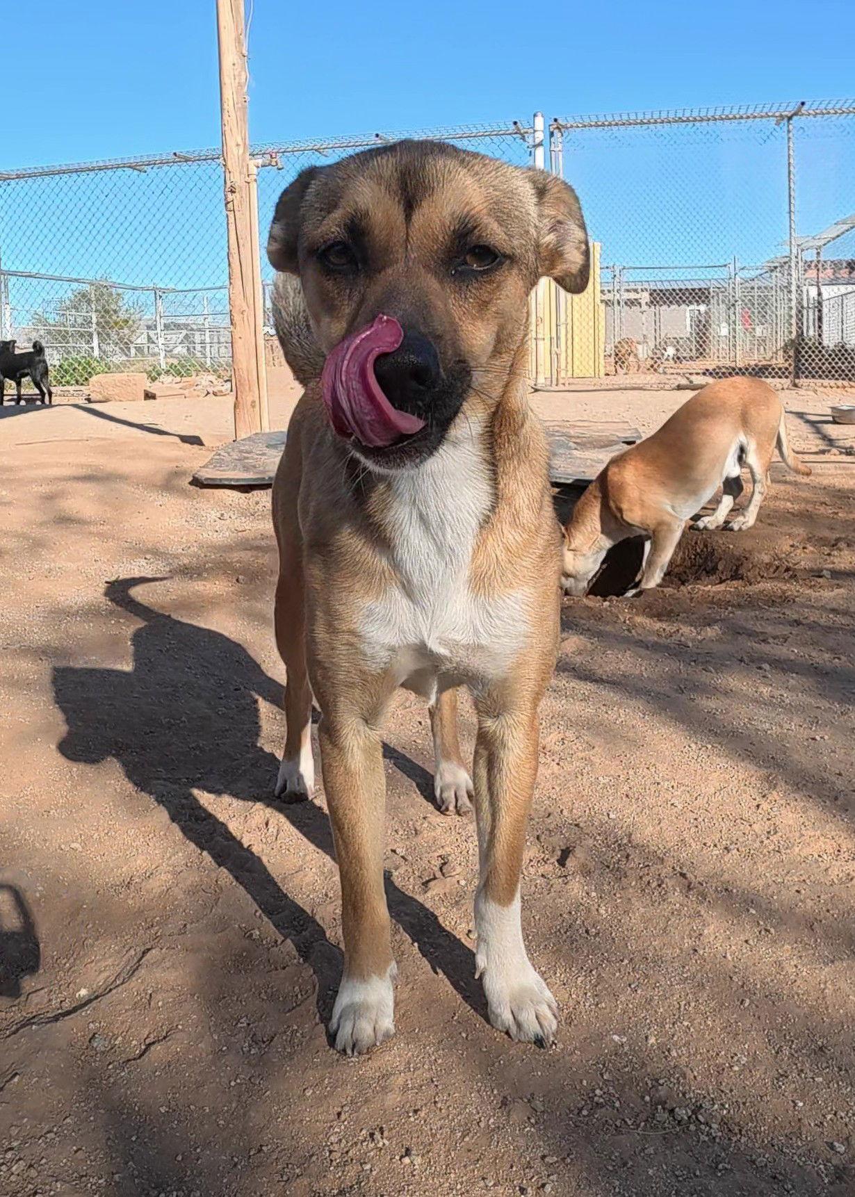 Enlarge Daphne, a Adopted Mixed Breed in Queen Creek, AZ image 3/3