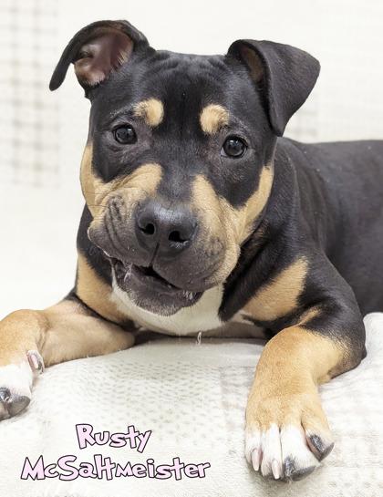 Rusty McSaltmeister, Adoptable, Adult Male Fox Terrier & Mixed Breed.