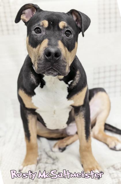 Enlarge Rusty McSaltmeister (surgery 1/21), a Adoptable mixed breed in Mason, MI image 2/3