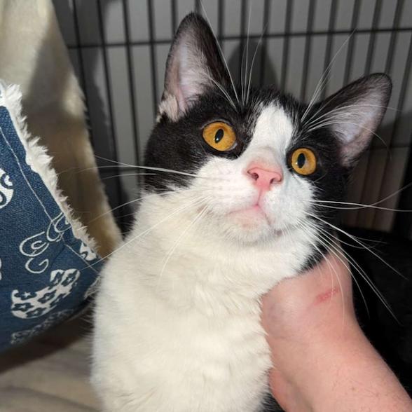 Enlarge Pinto, a Adoptable Domestic Short Hair in Greenville, NC image 1/1