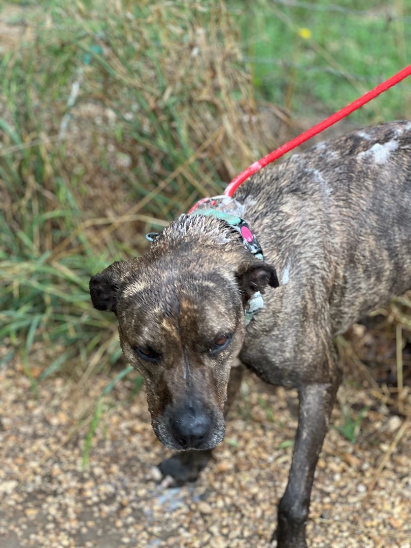 Ava 20201023, a Adoptable Plott Hound in Clifton, TX image 1/14