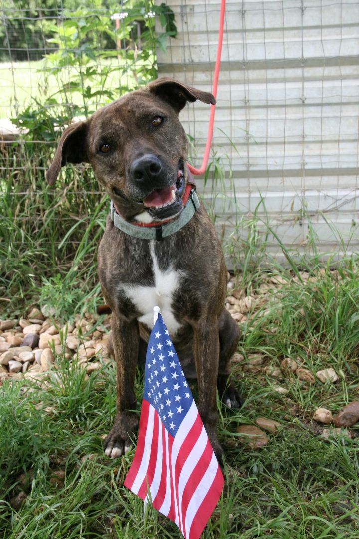 Ava 20201023, a Adoptable Plott Hound in Clifton, TX image 2/14