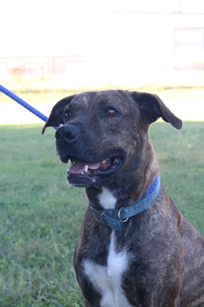 Ava 20201023, a Adoptable Plott Hound in Clifton, TX image 3/14