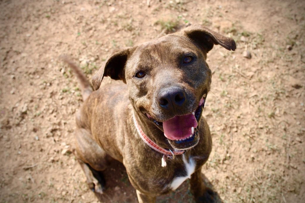 Ava 20201023, a Adoptable Plott Hound in Clifton, TX image 4/14