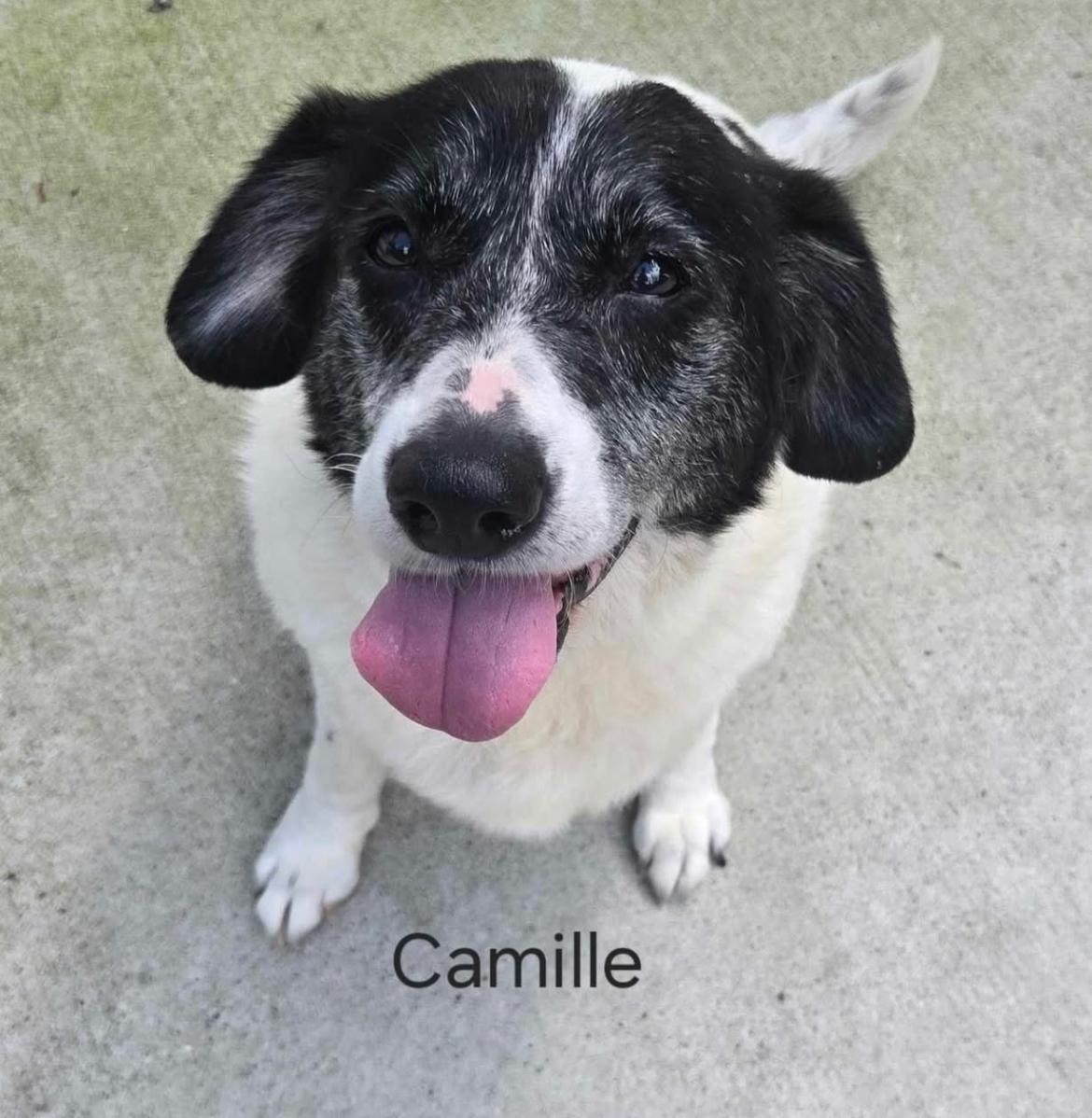 Camille cs (senior superstar!), Senior Female unknown