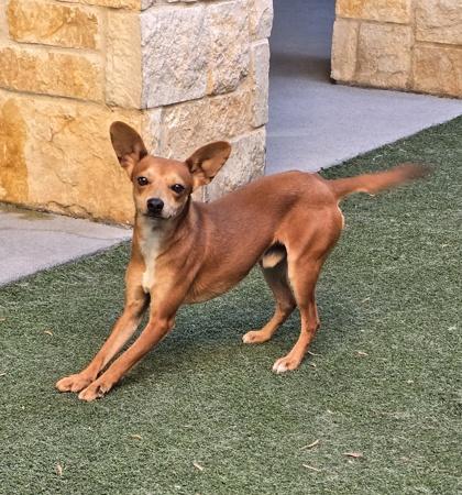 Enlarge Rodolfo, a Adoptable mixed breed in Lewisville, TX image 1/2