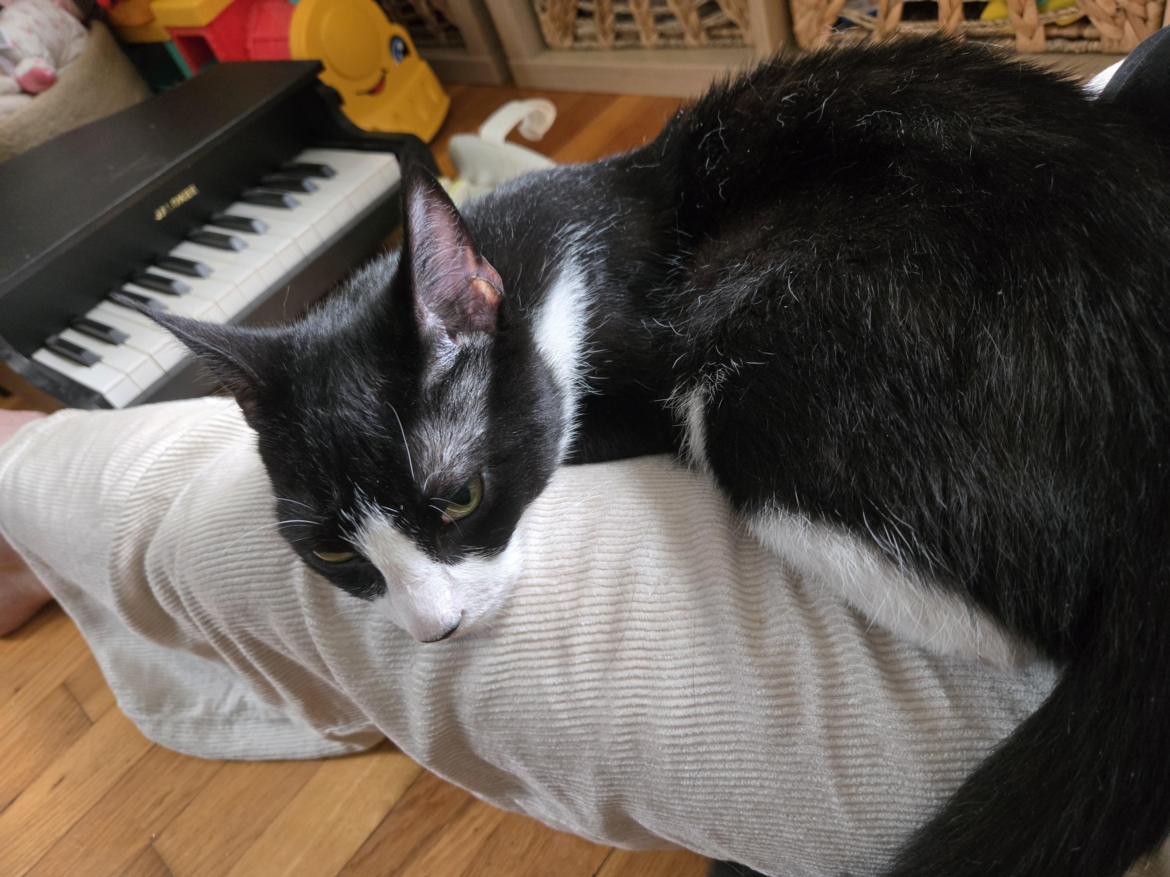 Enlarge Boston Cream, a Adoptable Domestic Short Hair in South Ozone Park, NY image 5/6