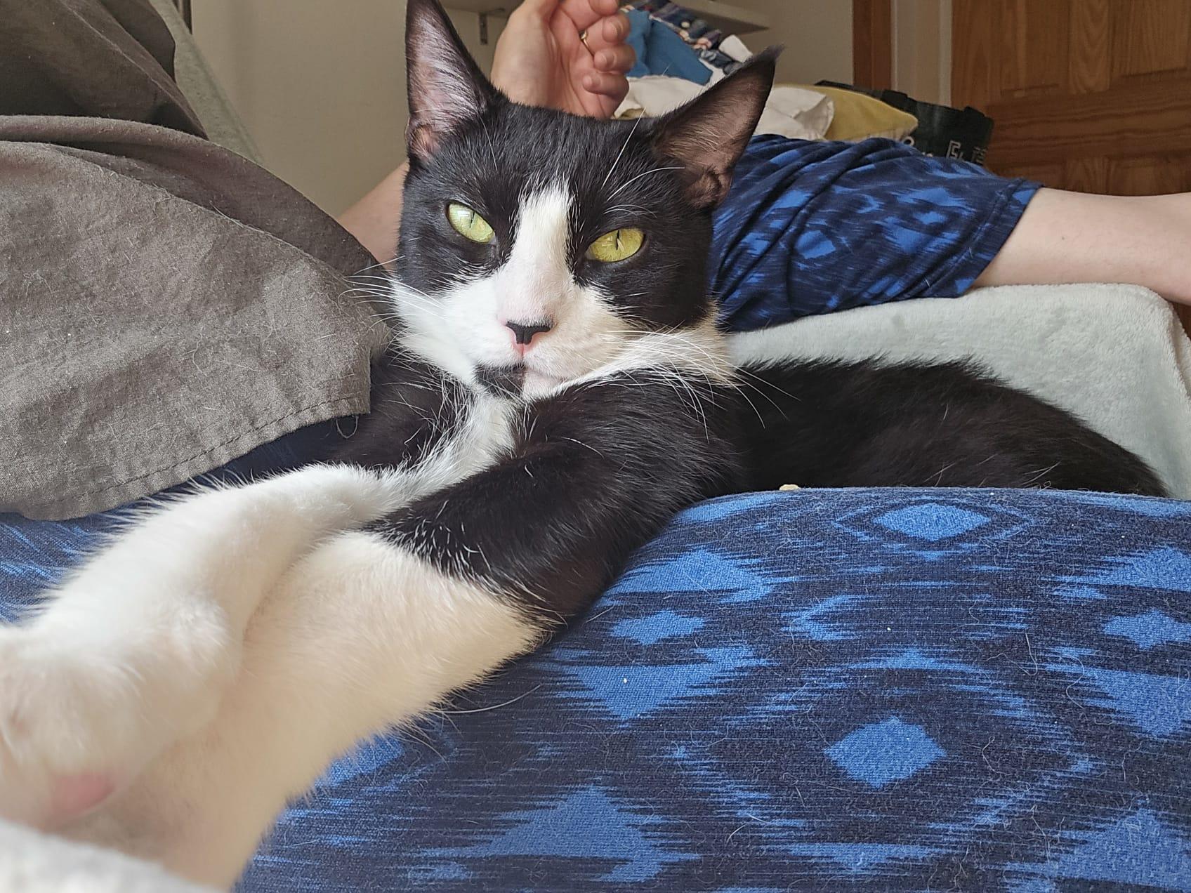 Enlarge Boston Cream, a Adoptable Domestic Short Hair in South Ozone Park, NY image 3/6