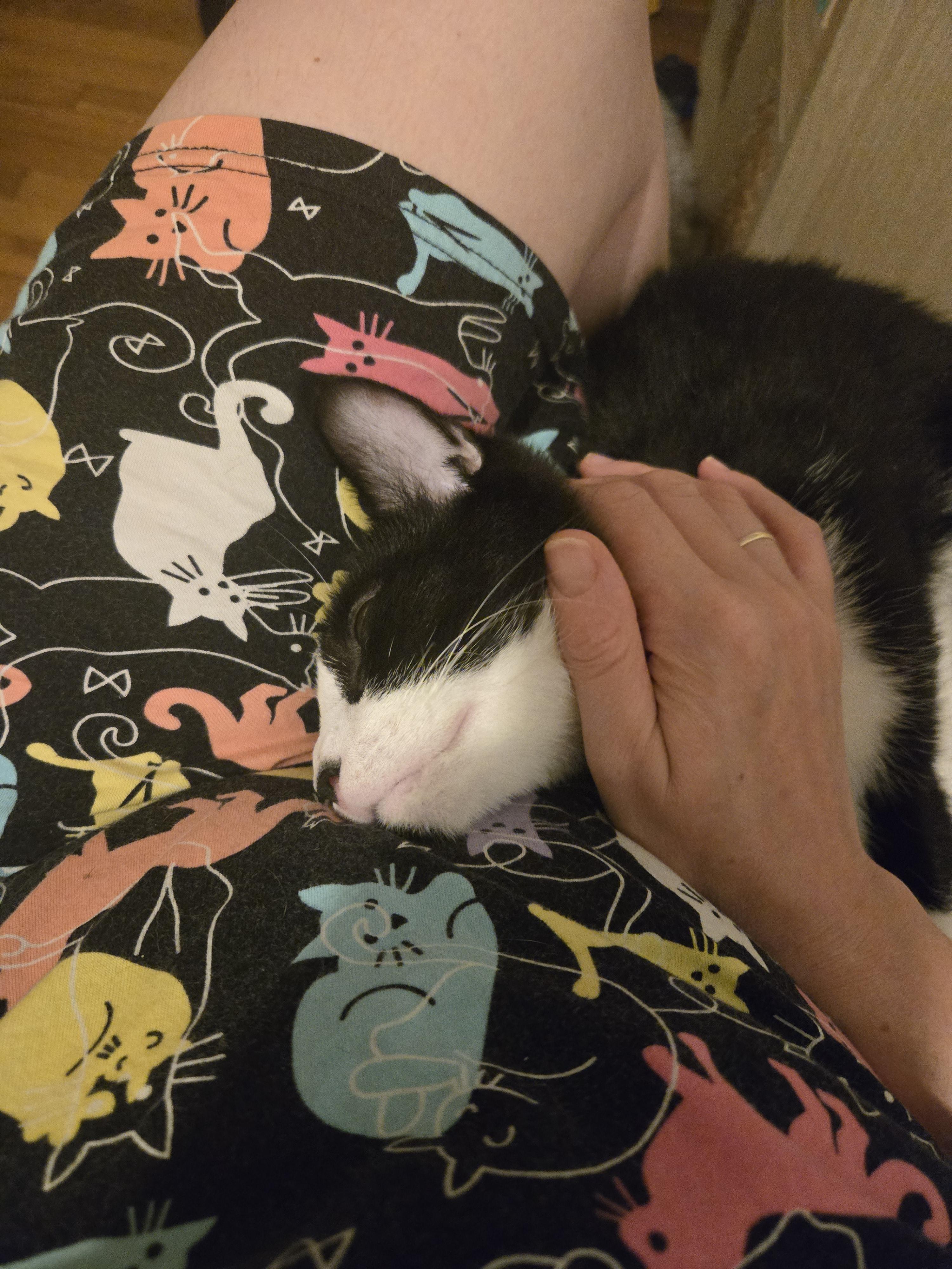 Enlarge Boston Cream, a Adoptable Domestic Short Hair in South Ozone Park, NY image 4/6